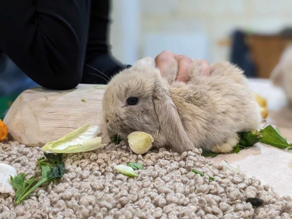 Lapin médiation animale