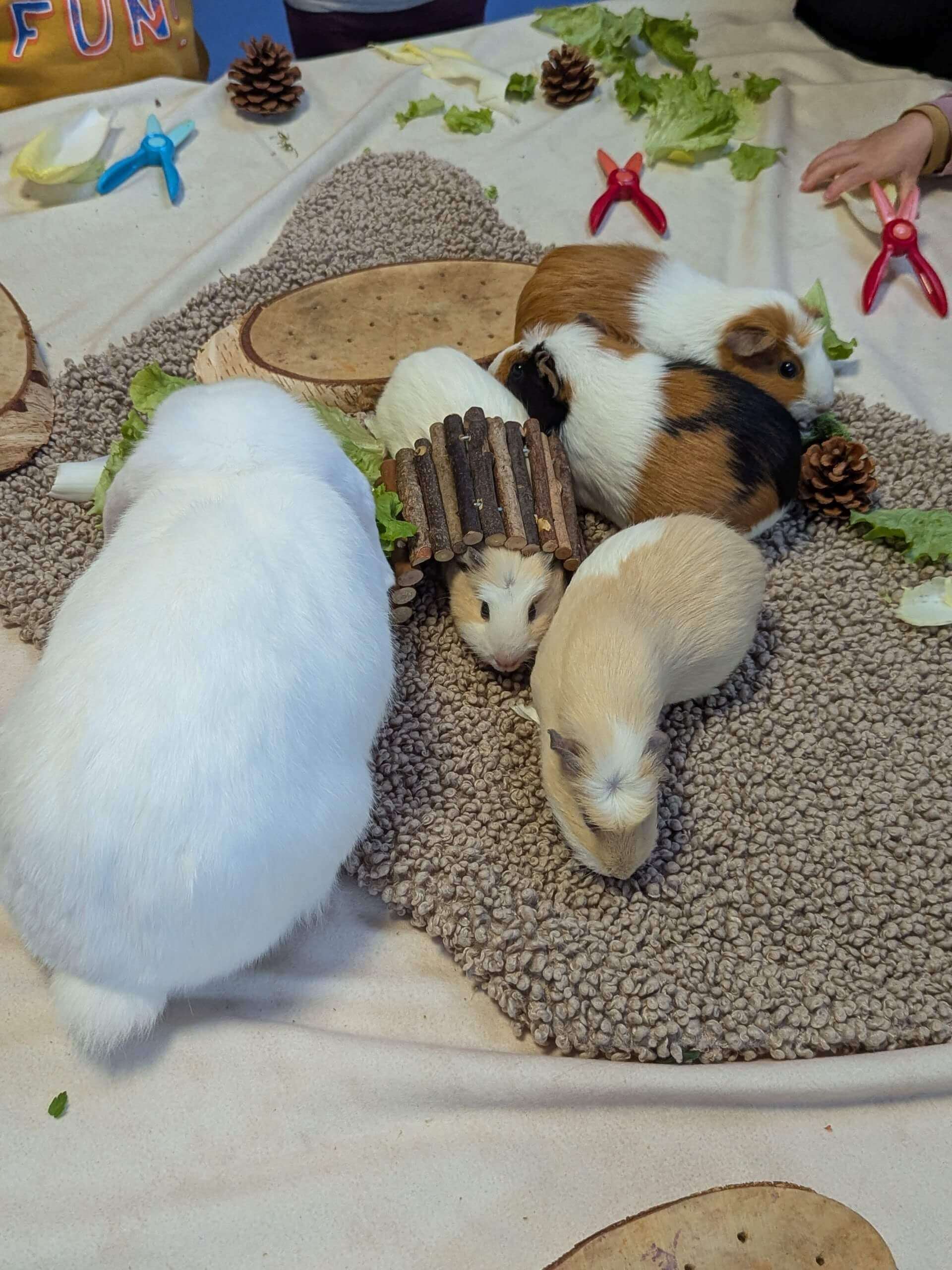 médiation animale avec les cochons d'inde