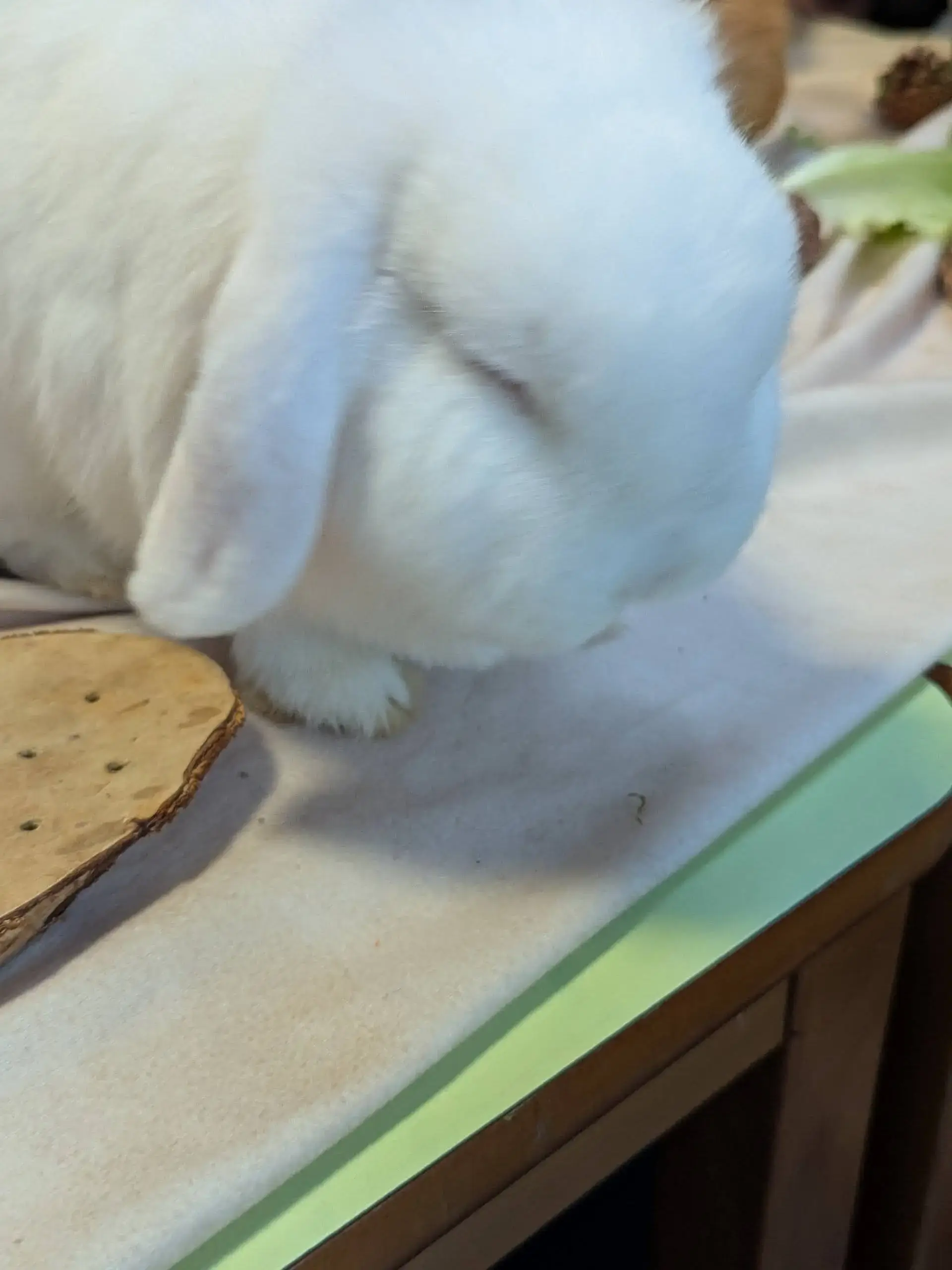 lempreintegironde_lapin