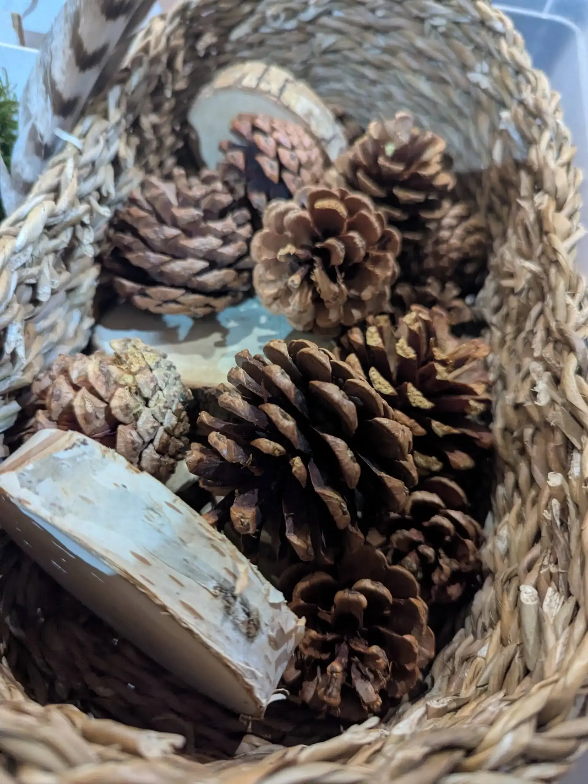 lempreintegironde_pommesdepin